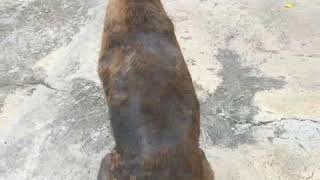 ขี้เรื้อนแห้ง ใช้อินุเกะสูตรครีมหมักผิว+โฟมแชมพู