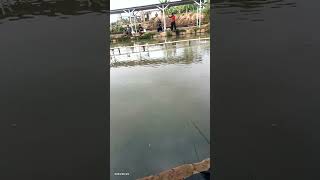 Download lagu lobaan sepot nu ngusep namah mantap. mancing ikan nila. mp3