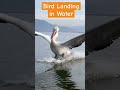 Birds landing in water #birds #waterbirds #specialflyingbirds #flying_pattern #Aero_Birds