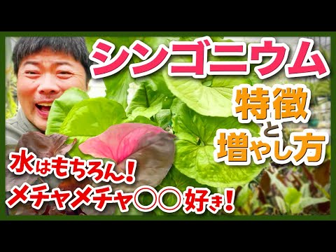 Syngnathinaeについて詳しく解説