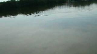 preview picture of video 'تنين الكومودو في نهر  بيروليا في سريلنكاBeruwela , Sri Lanka'