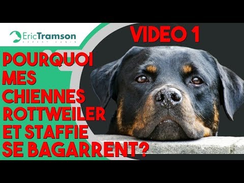 (Vidéo 1/5) Pourquoi mes chiennes Rottweiler et Staffordshire se bagarrent-elles ?