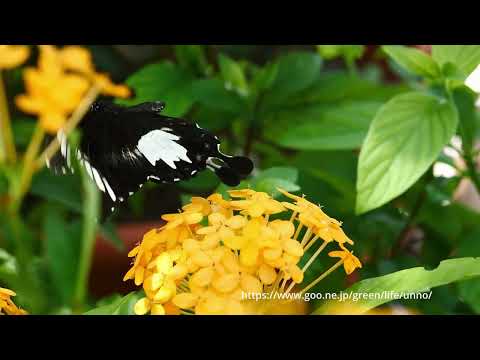 マレーシアのアゲハチョウ17種