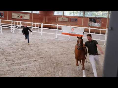 Riding pony stallion by Moviestar