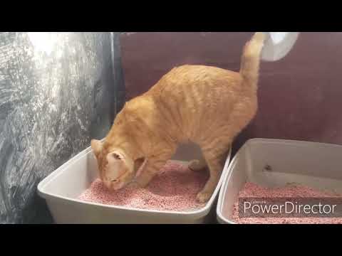 CAT PEEING IN A LITTER BOX
