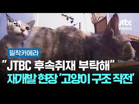 재개발 지역에 남겨진 고양이 600마리, 구조 작전이 시작됐어요