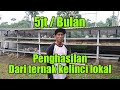 Earning 5 Million Rupiah Per Month From Local Rabbit Farming Successful Rabbit Breeder