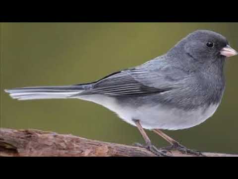 Live Juncos (Official Video)