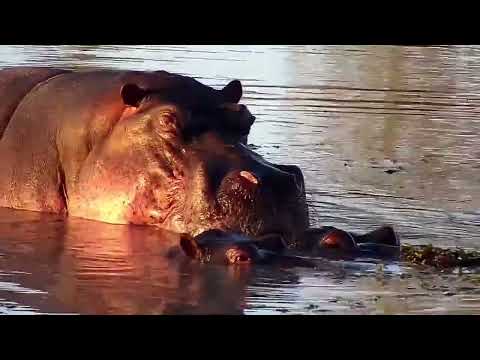 Djuma: Hippos mating - 16:40 - 07/03/2022
