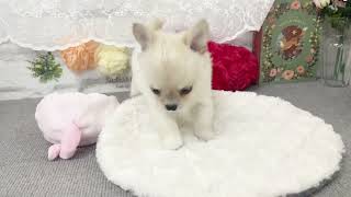 チワワ（ロング）の動画01