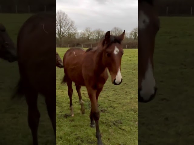 &Agrave; vendre poulain de 2025 SF par Falko de Hus