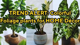 Top Indoor Plants with Colorful Leaves Taking Over Plant-Lovers’ Homes!
