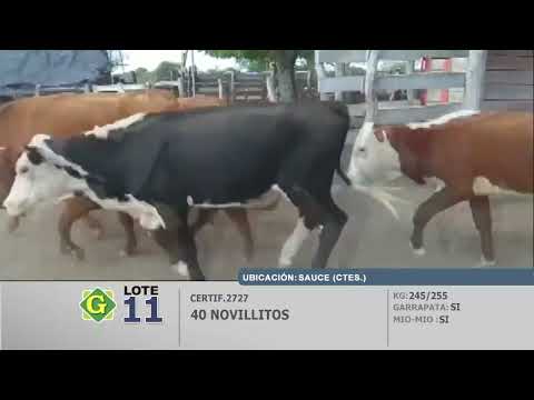 Lote Novillitos