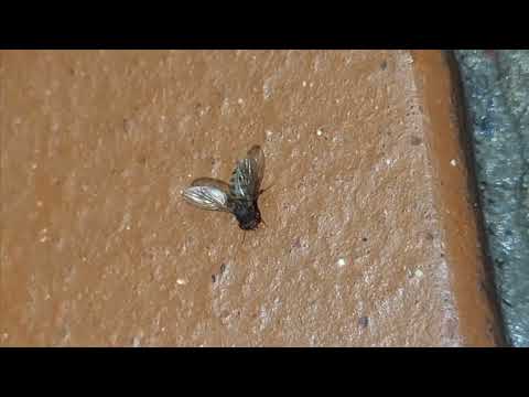 Dark Eyed Fruit Fly Found Around Kitchen in Hillsborough, NJ