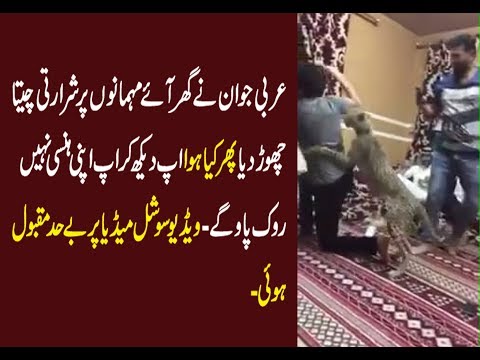 Leopard Attack On Guest in Arab Party funny prank 2 Jan 2019