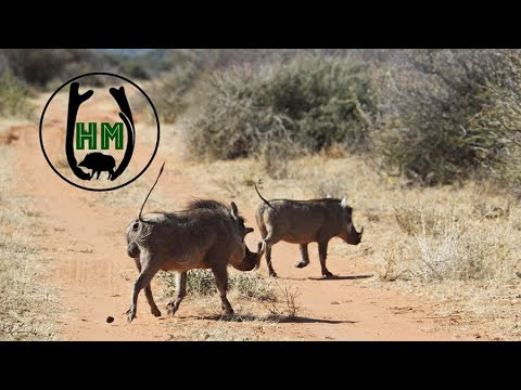 Pirsch auf Warzenschwein und Oryx | Jagd in Namibia - Jagdkrone