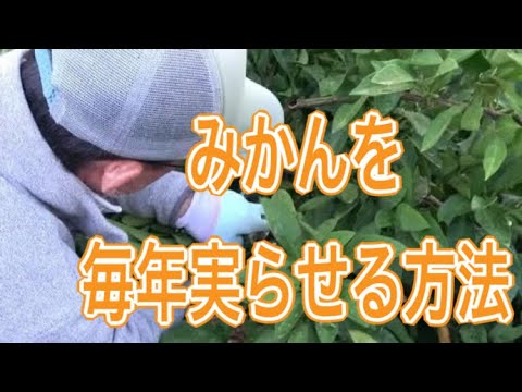 果樹の剪定 秋