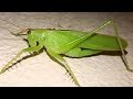 Grass Foring Beautiful Insect Herbivores Insect Indian Hardworking Insect