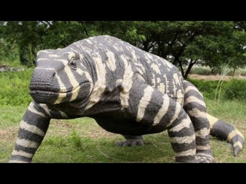 Does The Megalania Still Exist? Strange Sightings Of Giant Lizards In Australia