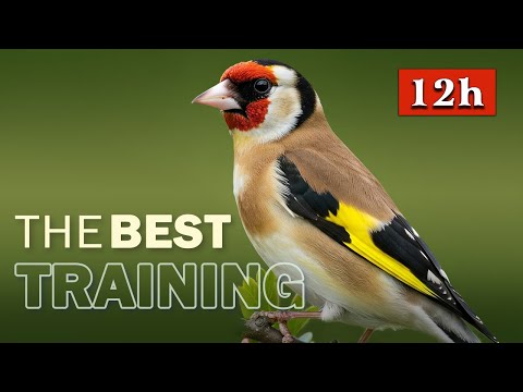 Goldfinch The Best Singing - 12h Training Song for Birds