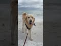 My dog’s many beach faces 🤪 #dog #funnydogs #shorts