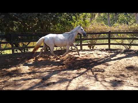 QUITUMBA - Jóia Banco - MARCHADOR