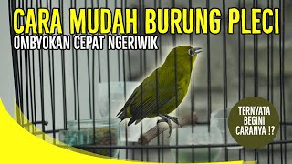 Download lagu HOW TO MAKE PLECI SING QUICKLY! mp3