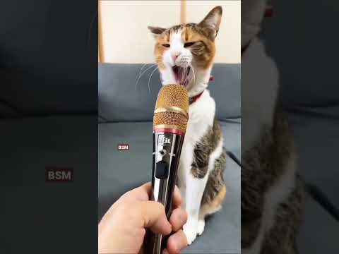 Cat cute catoo #cat #baby #shorts