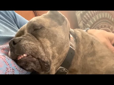 Rescue dog starts crying when mom stops loving