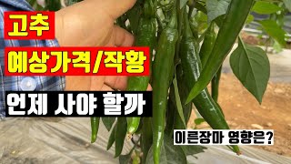 2022년 고추 예상가격 예상작황 구입시기 언제 살까?