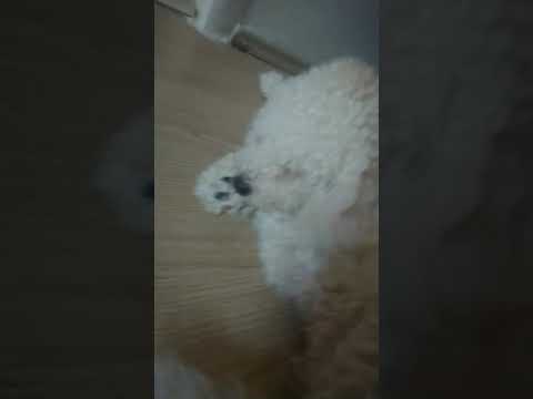 that one dog edit (not one💀)