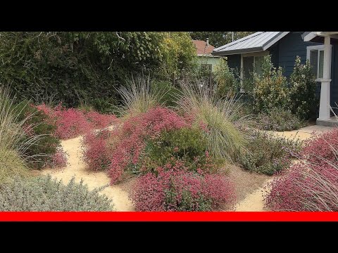 The Best Drought Tolerant Lawn Alternatives 🛋️