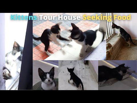 Kittens roam around the house for the first time | Search for Food | YouPetTube