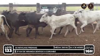 Vídeo LOTE 133