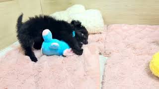 ハーフ犬の動画01