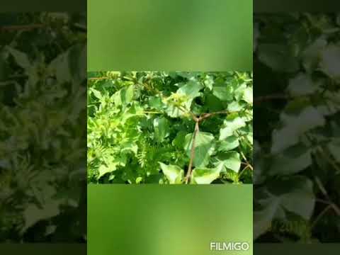 Mujer medicina. cantautor:  Heriberto Caltzalco