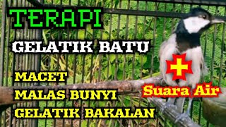 Download lagu Terapi Gelatik batu malas bunyi atau MACET dengan suara gemericik AIR mp3