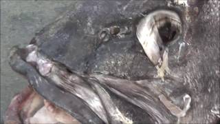 Monstrous fish head
