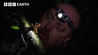 The Amazing Jungle Wildlife of Borneo & Indonesia | Bill Bailey's Jungle Hero | The Travel Edit