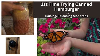 Trying out canned ground beef for the first time | Our monarchs HATCHED!