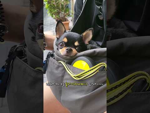 강아지랑 이탈리아 폼페이여행 / 3탄 pompeii italy #shorts #italy #pompeii #travel #rambo #ramboland #chiwawa