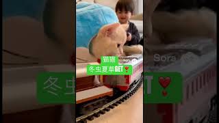 猫猫&猫可愛い動画〜♪ #薬屋のひとりごと #アニメ #猫猫#実写化 #実写化 #猫好きさんと繋がりたい #ねこ動画 #cat #cute#癒し動画 #笑える