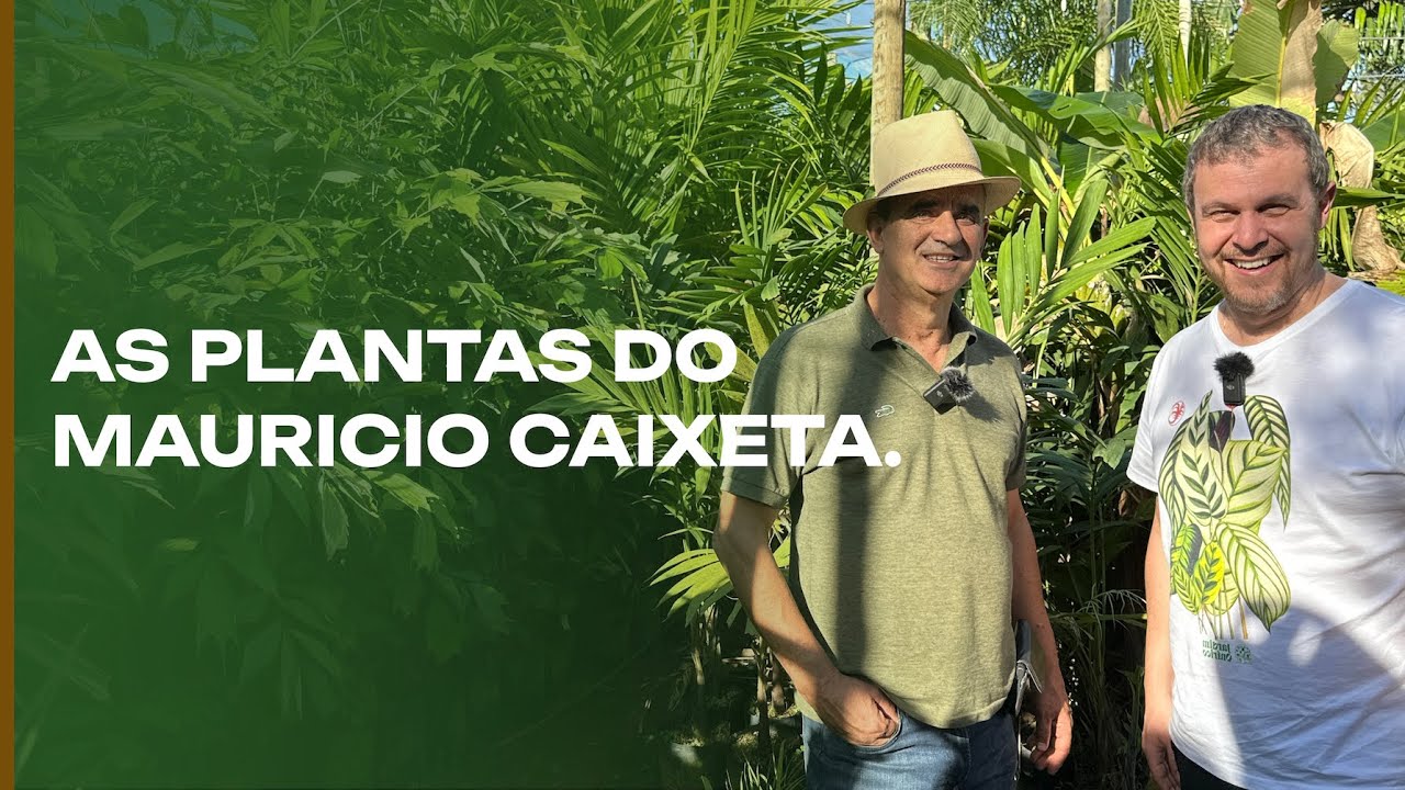 As Plantas do Mauricio Caixeta: Folhagens, Palmeiras e muito mais.