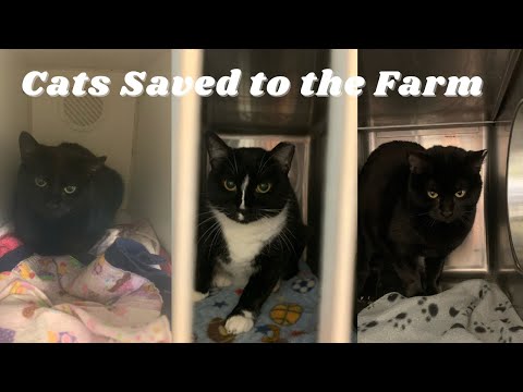 New Barn Cats Moving In | Re-Homing Feral Cats with No Future