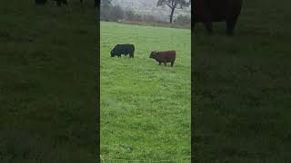 Download lagu curious mp3 Download lagu curious mp3