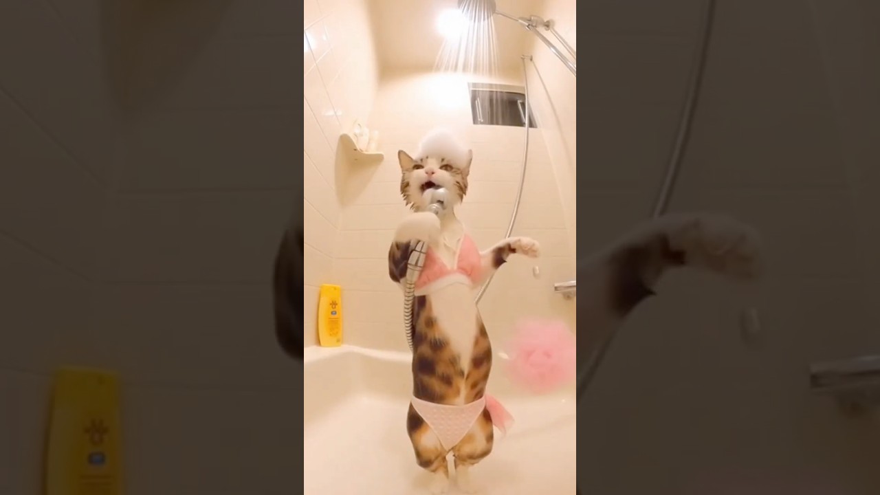 This diva cat won't stop her concert until we buy tickets 🎤✨ #catsoftiktok #divacat #viral