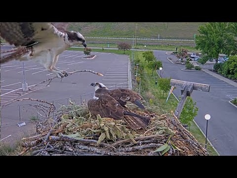 Iris And New Potential Mate Spruce Up The Osprey Nest In Hellgate Canyon – May 28, 2025