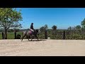 cheval de dressage 153cm au garot