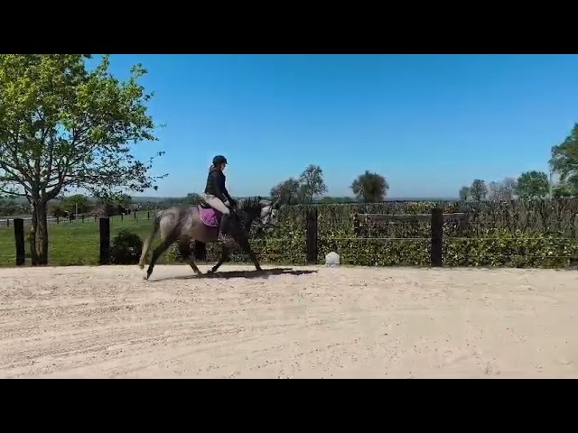 cheval de dressage 153cm au garot