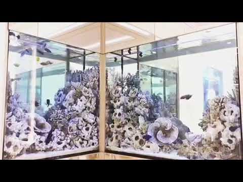 download lagu mp3 mp4 Custom Aquariums Miami, download lagu Custom Aquariums Miami gratis, unduh video klip Custom Aquariums Miami